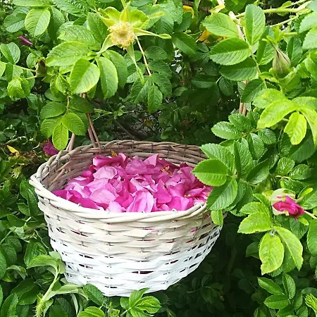 Zagroda Ziolowy Dzbanek Séjour à la ferme *