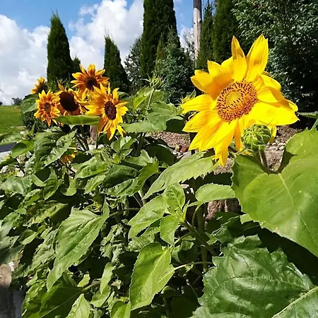 Zagroda Ziolowy Dzbanek Mlynary