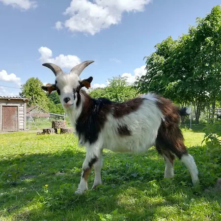 Zagroda Ziolowy Dzbanek *