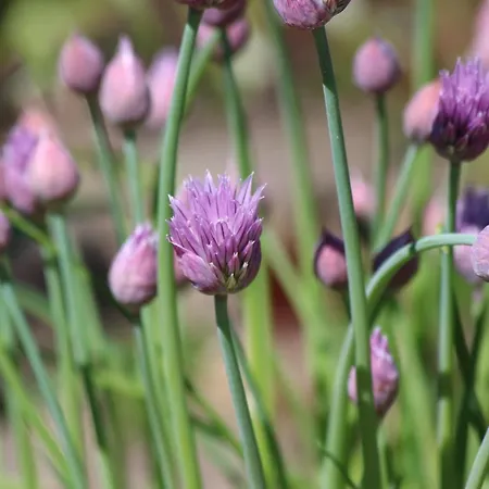 Zagroda Ziolowy Dzbanek *