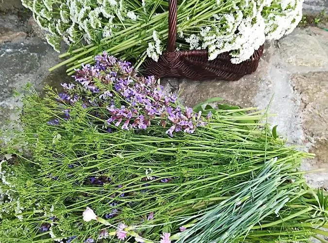 Zagroda Ziolowy Dzbanek *