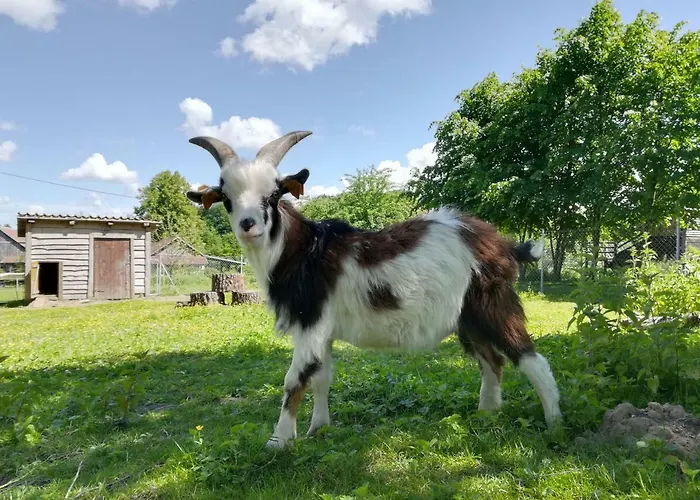 Zagroda Ziolowy Dzbanek *