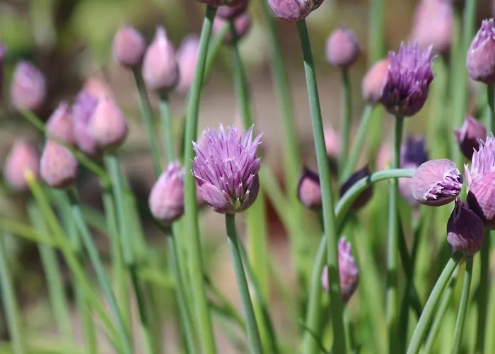 Zagroda Ziolowy Dzbanek *