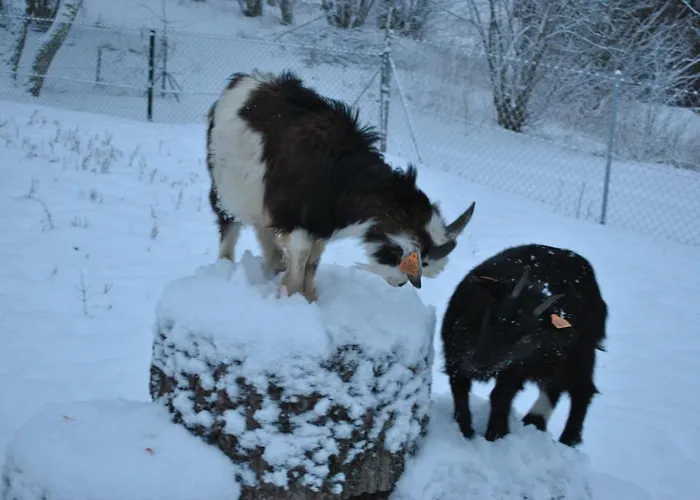 Zagroda Ziolowy Dzbanek 农家乐 Mlynary