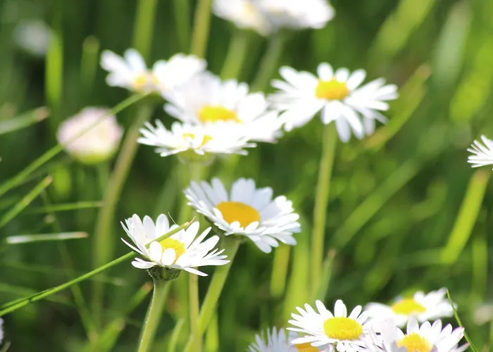 Zagroda Ziolowy Dzbanek Mlynary